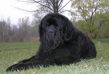 非常粘人的大型的纽芬兰犬
