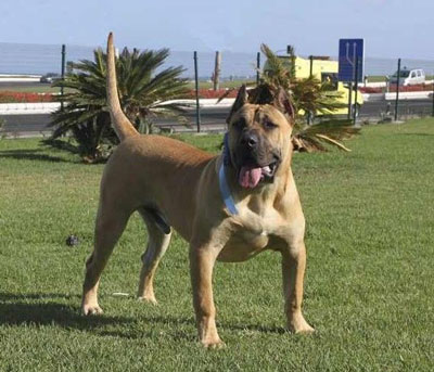 正常掉口水的大型的加纳利犬
