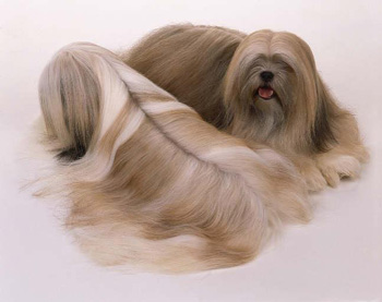 不好相处的长毛的拉萨犬