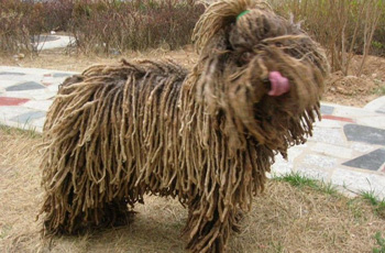 一般粘人的中型的波利犬