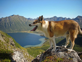 正常掉口水的小型的挪威伦德猎犬