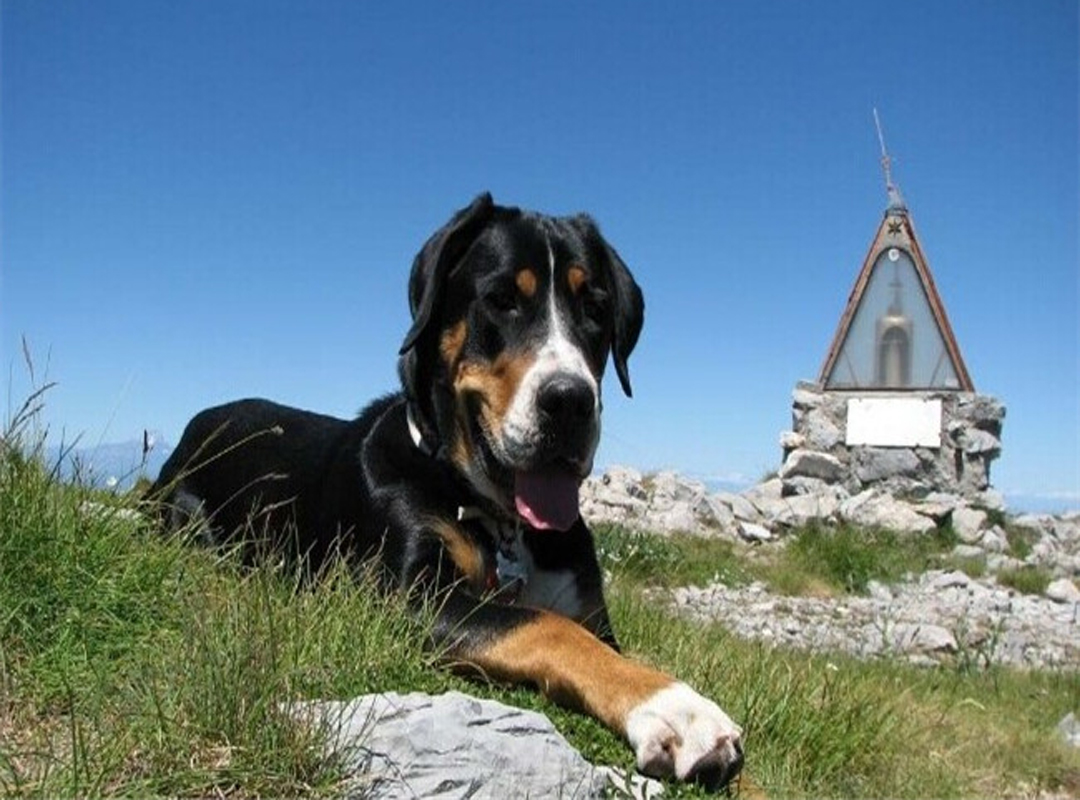 正常掉口水的容易训练的大瑞士山地犬
