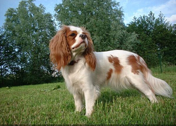 不掉毛的最难训练的英国玩具猎鹬犬