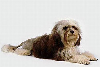 正常相处的正常掉毛的小型的长毛的罗秦犬