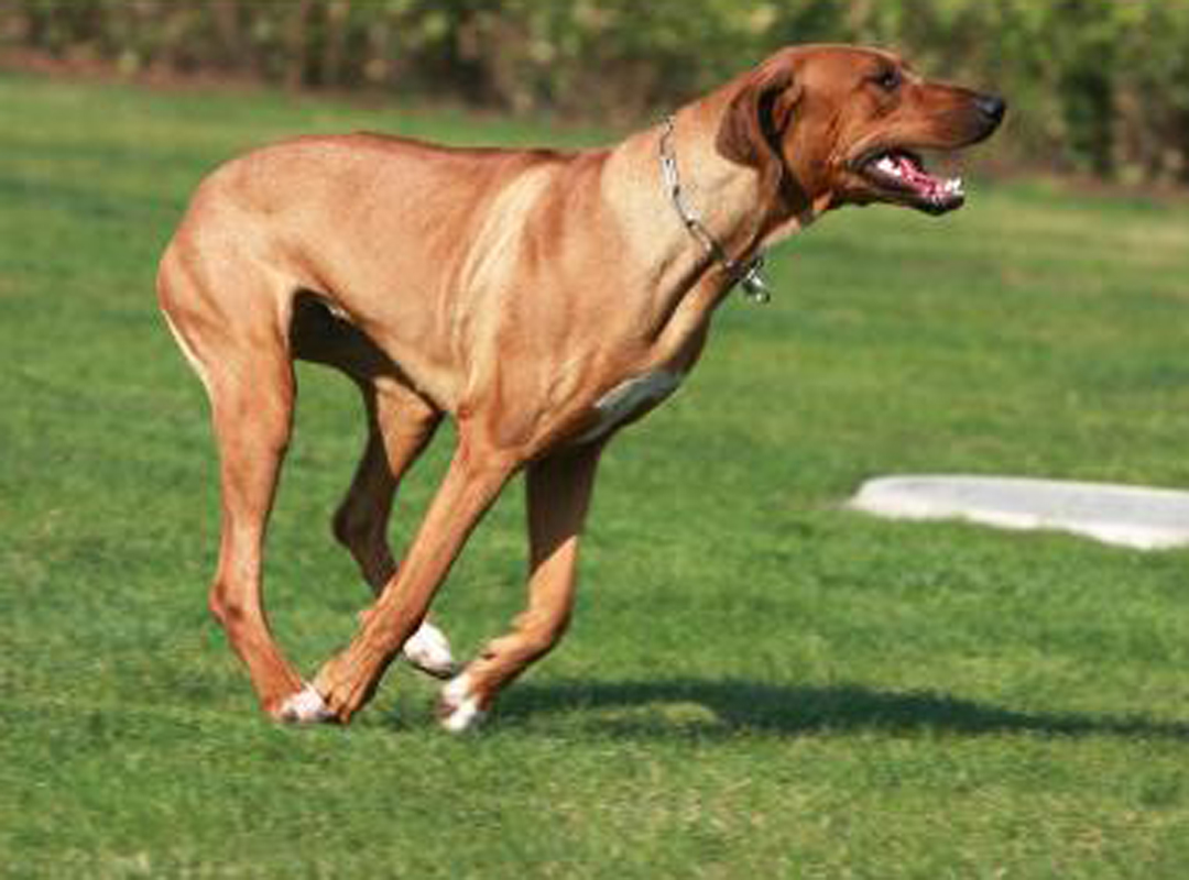 大型的短毛的罗得西亚脊背犬