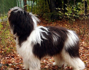不粘人的中型的波兰低地牧羊犬