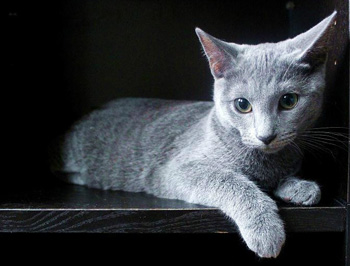 不吵闹的正常训练的俄罗斯蓝猫