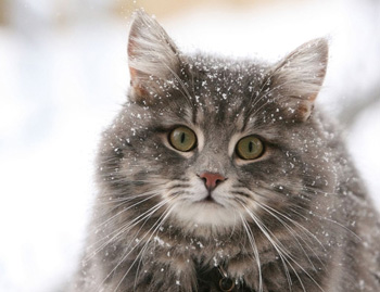 很好相处的一般粘人的西伯利亚森林猫