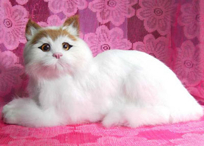 正常相处的非常粘人的蒂凡尼猫