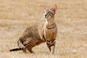 正常掉口水的容易训练的埃及猫