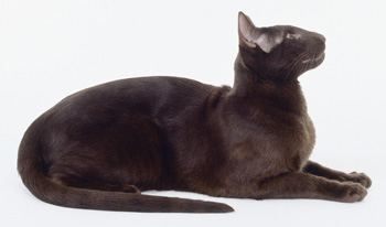 中型的短毛的哈瓦那猫