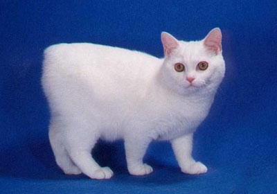 中型的长毛的威尔斯猫