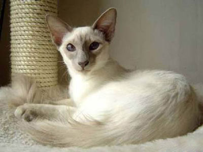 中型的长毛的爪哇猫